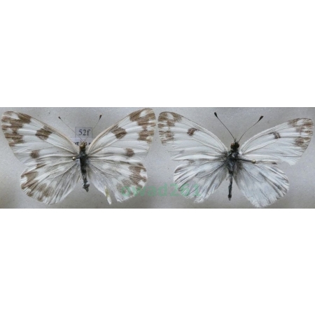 Pontia edusa (Fabricius, 1777) pair Bielinek rukiewnik Czech52f